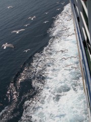 seagulls flying over the waves