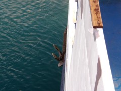 vitsentzos kornaros port anchor