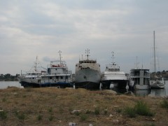 Spetses Cat - Hydra Cat