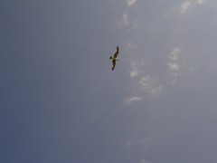 seagull @ piraeus