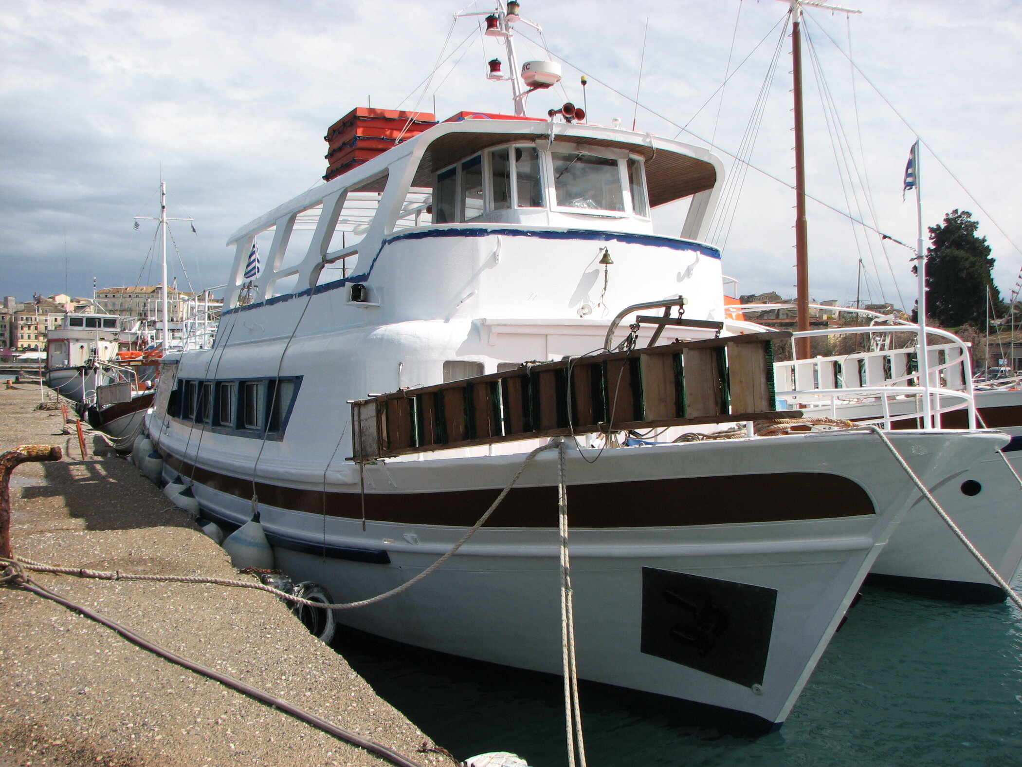 Ionian Dolphin